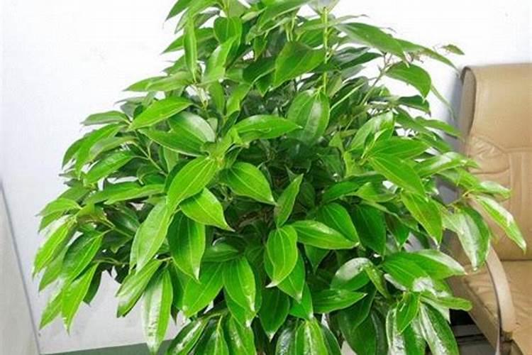 平安树春季施什么肥