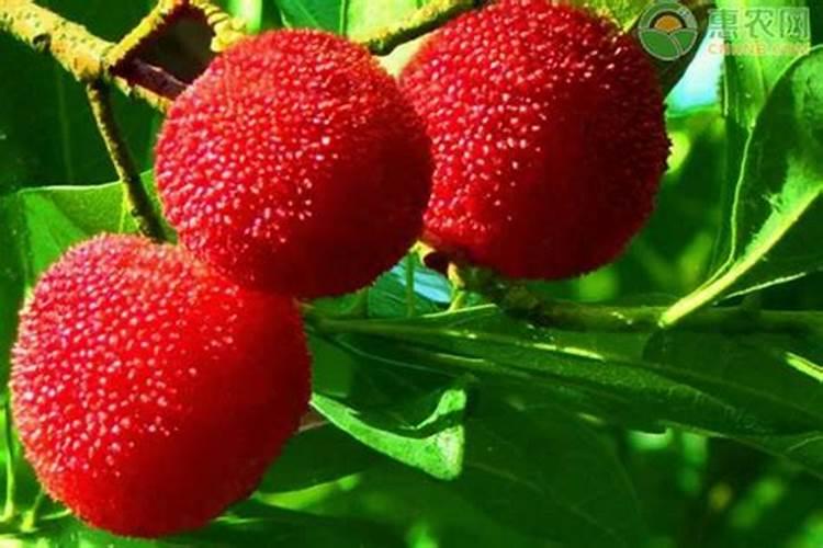 有机硅肥有什么作用