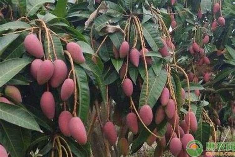 芒果结果树施肥要科学,如何给芒果结果树施肥？