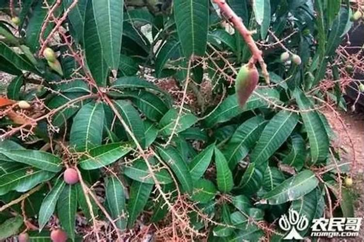 芒果盆栽叶子焦黑
