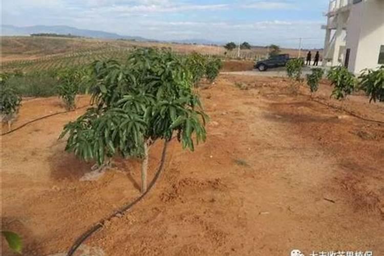 芒果几月份开花