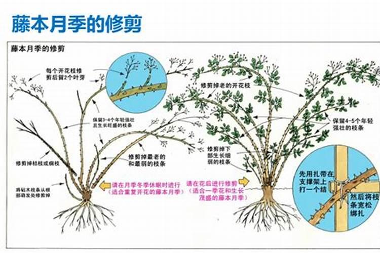 地栽藤本月季怎么施肥 方法是什么