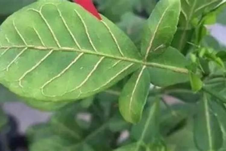 柑子树春天施肥还是冬天施肥