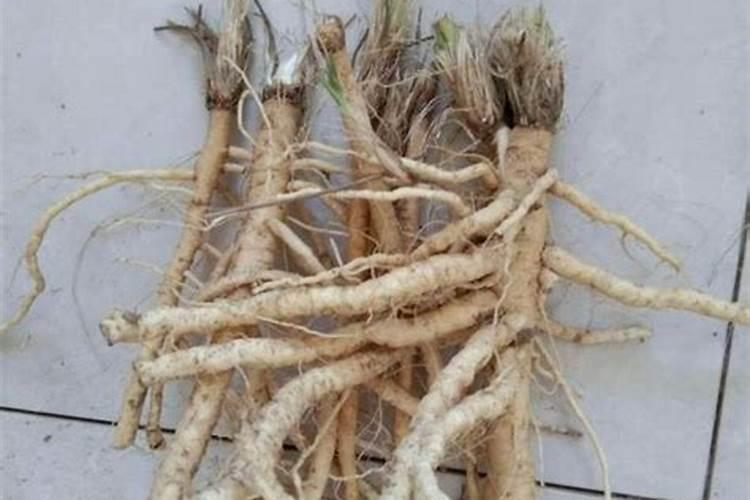 防风每亩用多少种子 药材防风底肥用什么最好