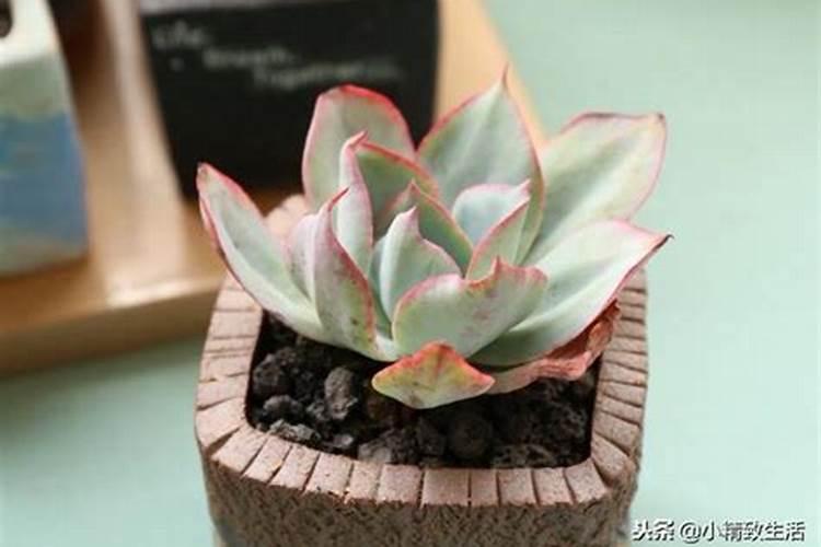 多肉植物多久浇水一次？需要施肥吗？