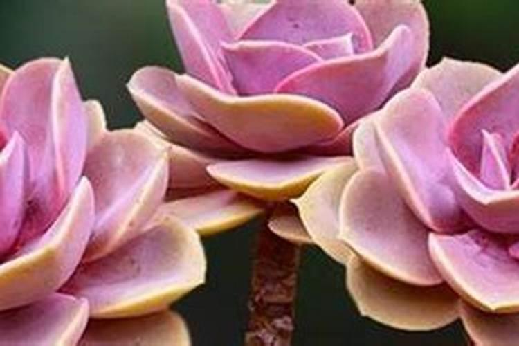 多肉多久施肥一次施什么肥