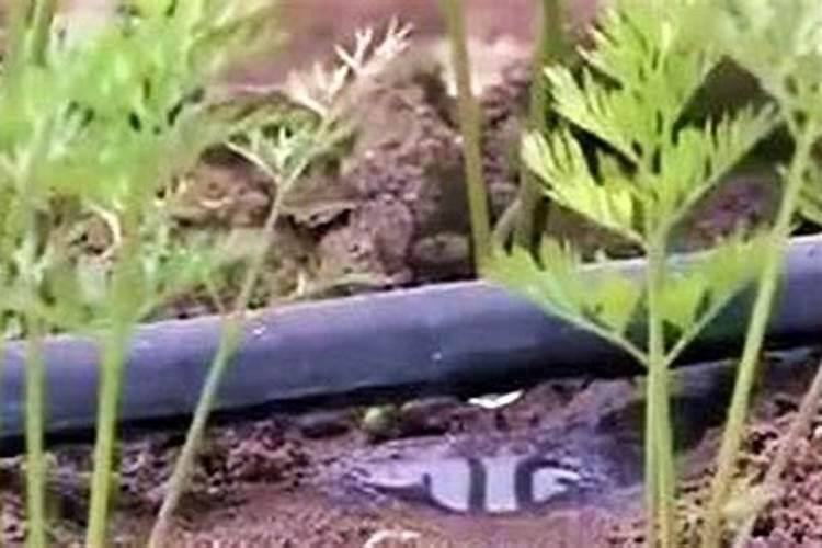 胡萝卜出苗后管理方法