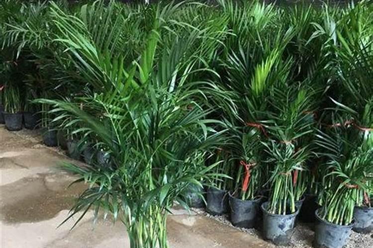 富贵椰子用什么肥料好