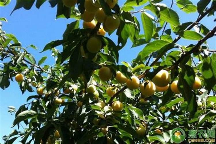 硼肥加农药可以混合喷雾吗？