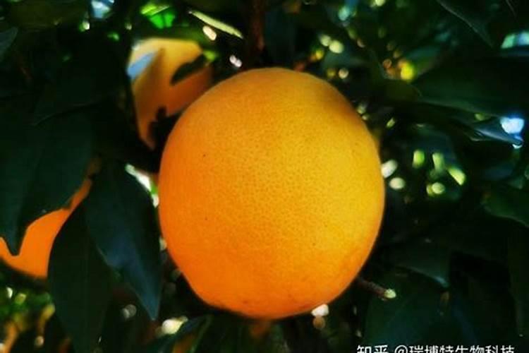 三年令脐橙怎么样施肥？
