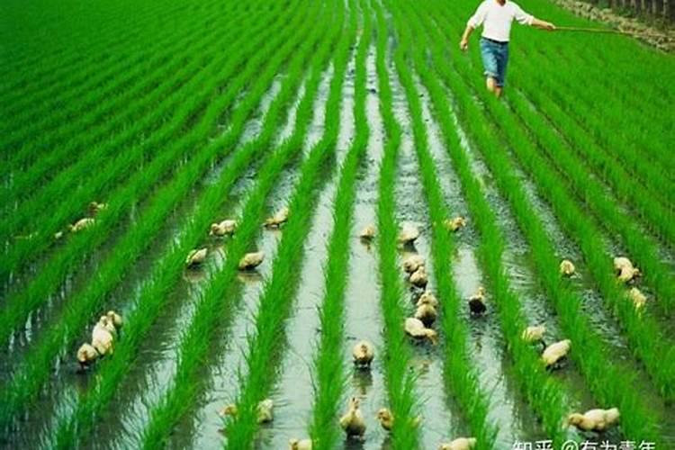 水稻各个时期的田间管理