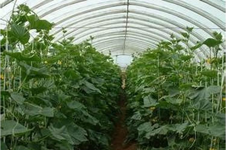 大棚芹菜中后期用什么肥料