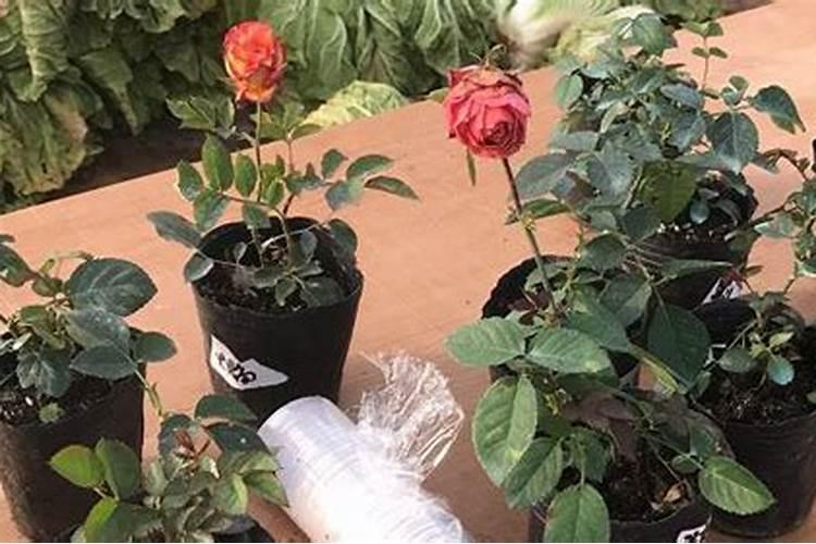 月季花可以用磷酸二氢钾肥吗(月季适合施什么肥料长得好)