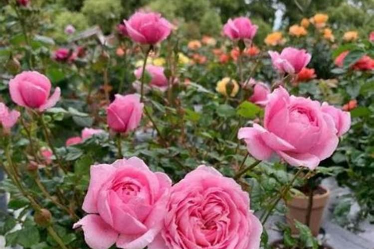 月季花用什么肥料最佳？