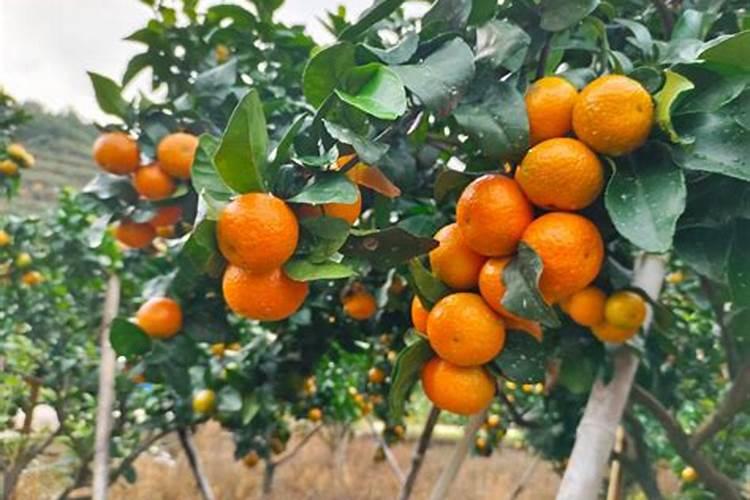 沙糖桔花蕾期,应做好什么管理工作