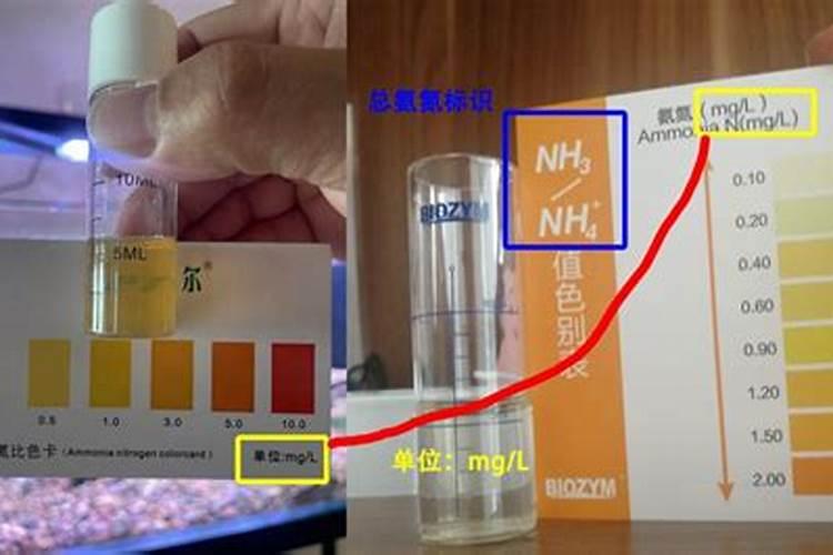 鱼蛋白可以给木耳施肥吗