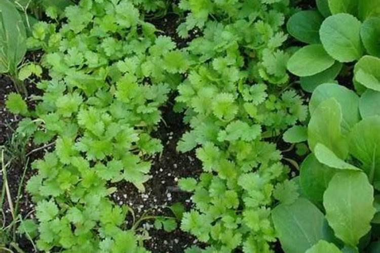 观音莲怎么养爆仔多 观音莲爆小崽怎么处理