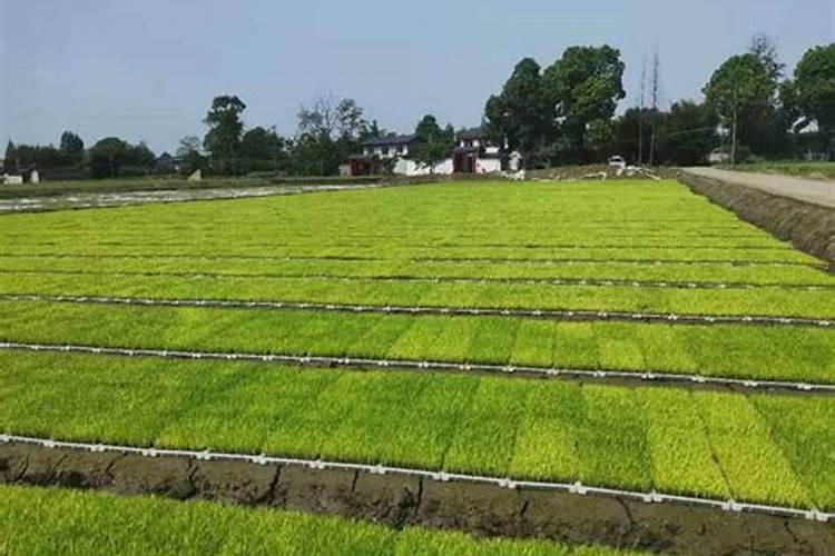 直播水稻什么时间施钾肥二次除草什么时候最好怎么管理？