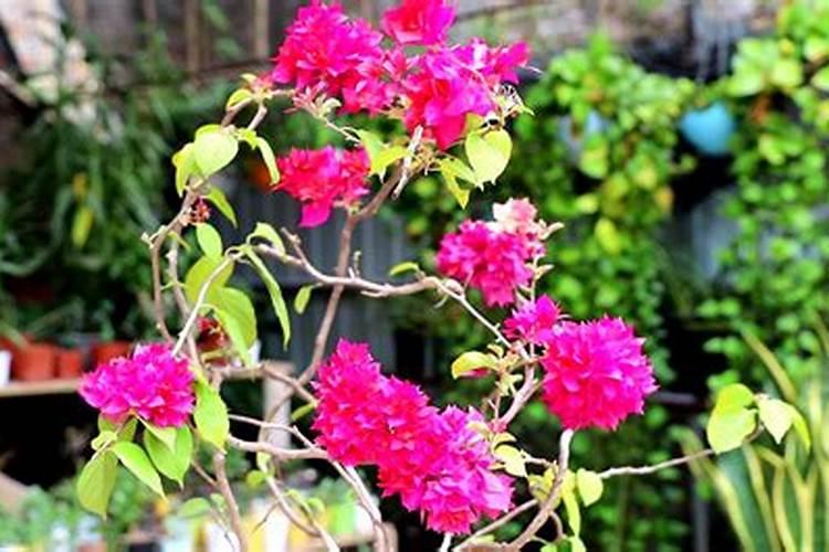 三角梅施肥方法和时间