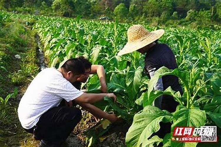 豌豆施肥方法和注意事项 豌豆施肥方法和注意事项有哪些