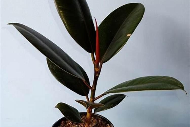 什么鱼蛋白质含量高