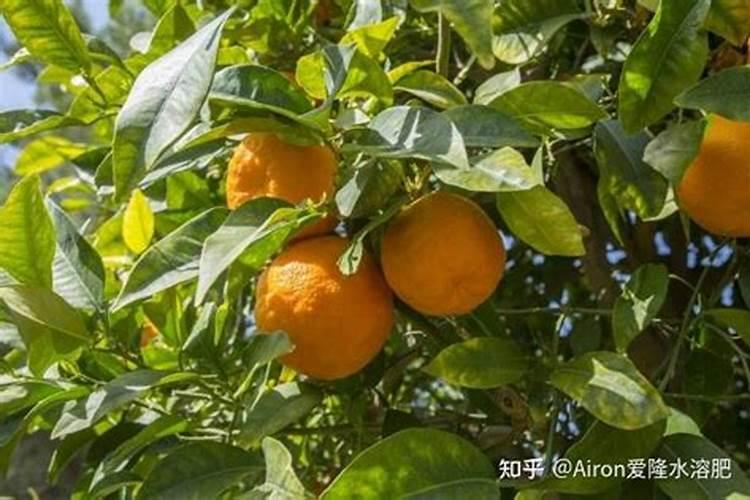 隆耕牛有机水溶肥价格表