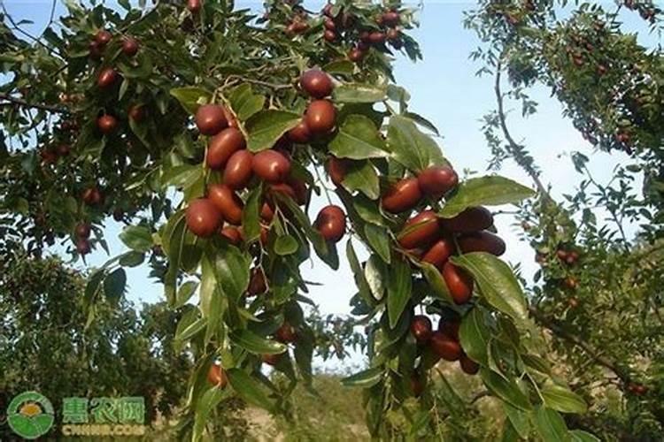 枣子树一般什么时候结果