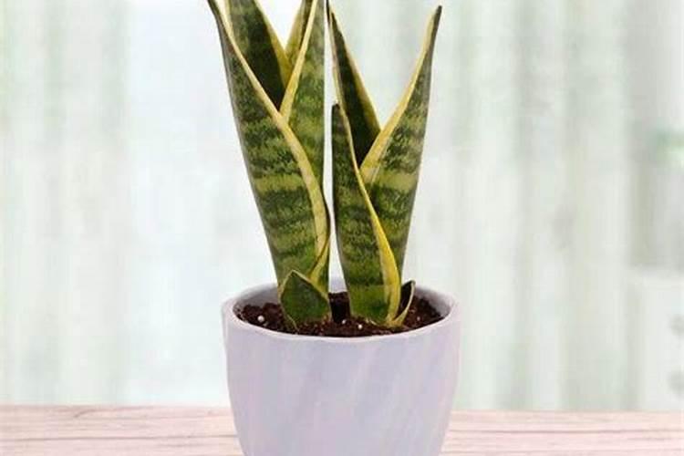 养虎皮兰,开春补上“3种肥”,新芽长满盆,叶子繁茂