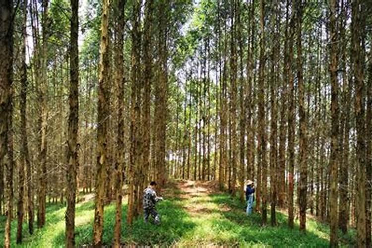 桉树一年施几次肥好