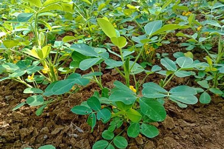 请问对花生米怎样施用微量元素的肥料品呢？