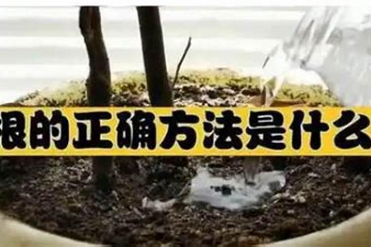 磷酸二氢钾可以灌根吗 磷酸二氢钾喷叶好还是灌根好