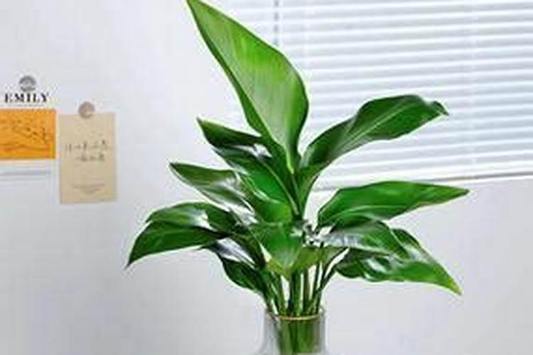 天堂鸟怎么施肥和浇水