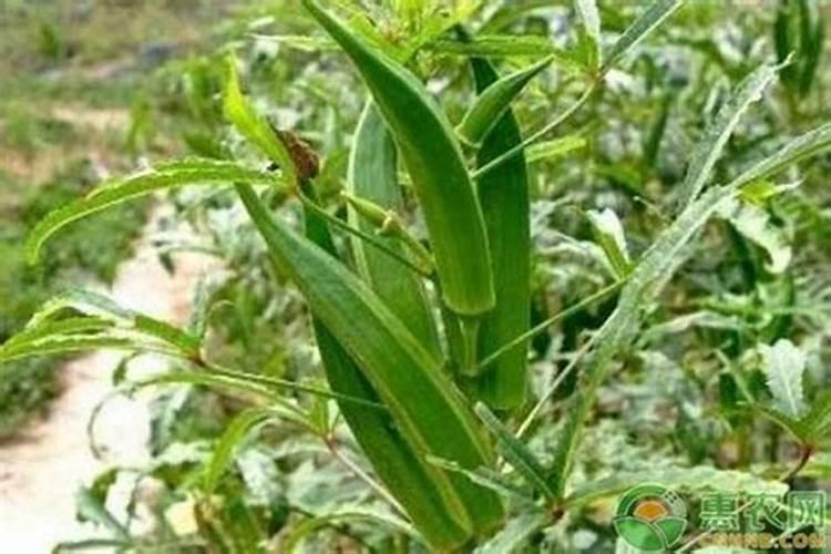 秋葵在什么时候施肥 秋葵移植后施什么肥好