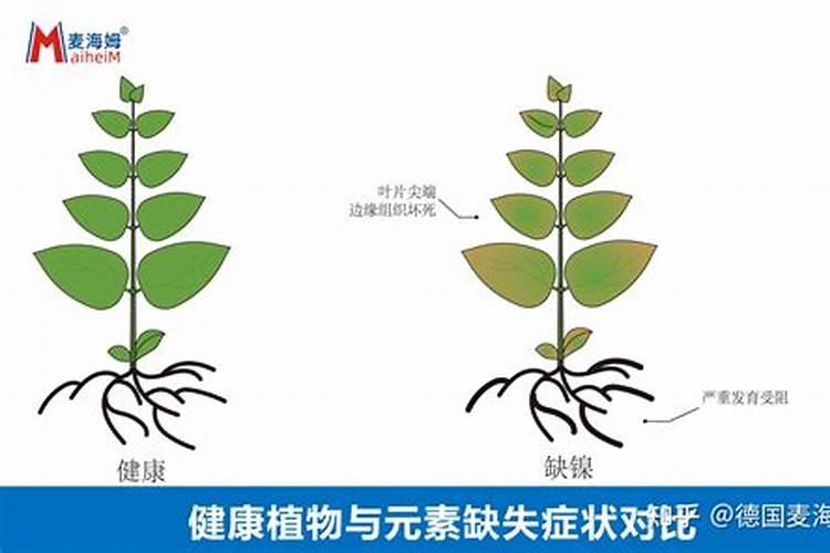 作物中微量元素缺乏原因及补充的必要性分析
