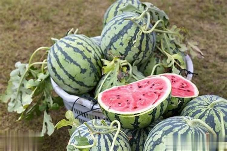 宁奥水溶肥效果怎么样