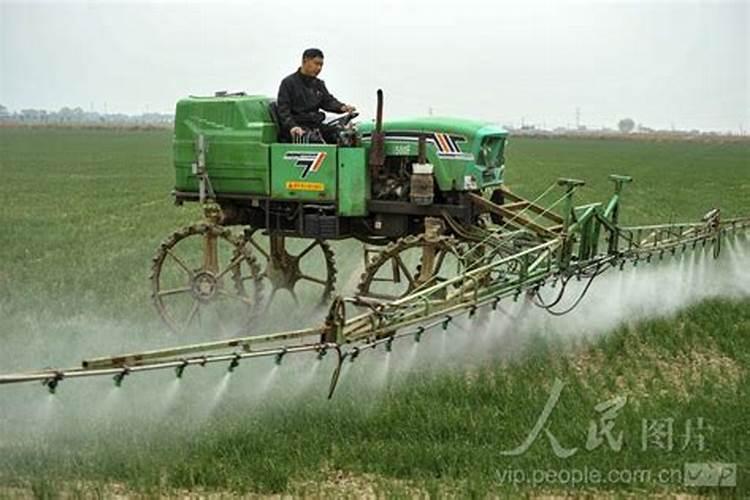 关中地区小麦什么时候开始打叶面营养剂