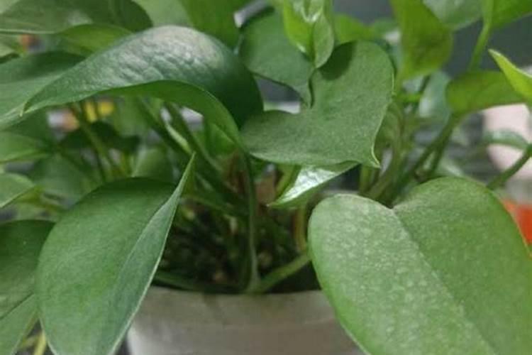 柚子树正在开花可以施肥吗？