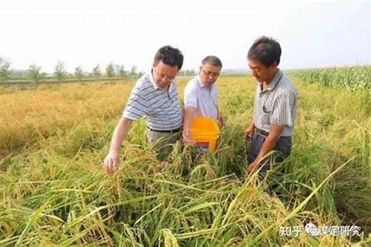 旱稻子种植方法