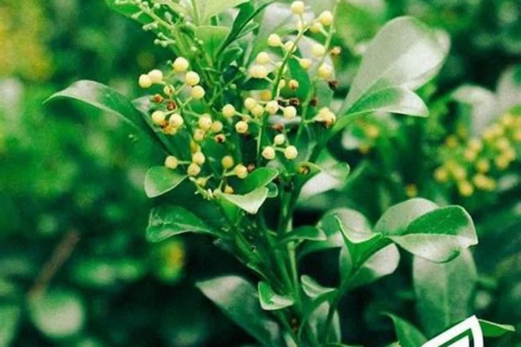米兰花枝叶稀少怎么办？如何让米兰花枝叶茂盛？