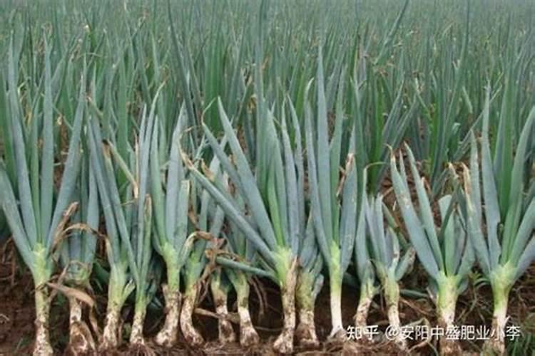 农极客冲施肥再上新品!根A含腐植酸水溶肥让作物根多苗壮长得快百度知...