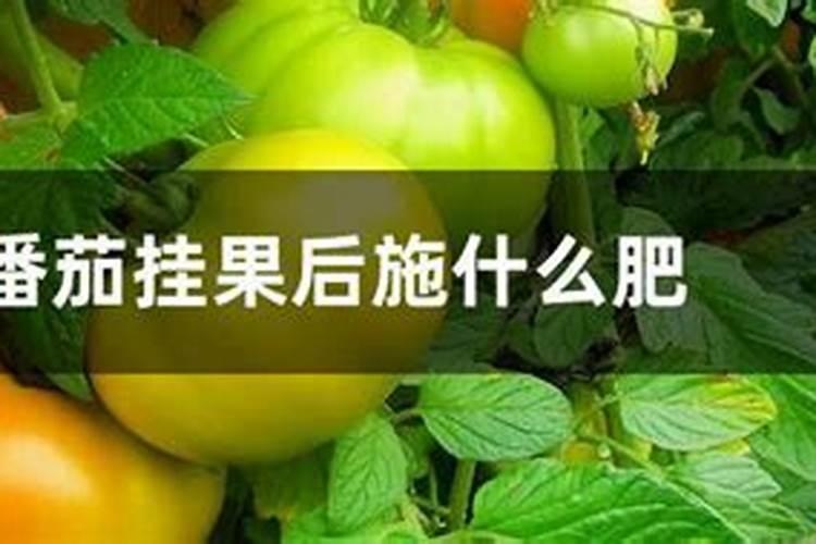种西红柿用什么肥料最好