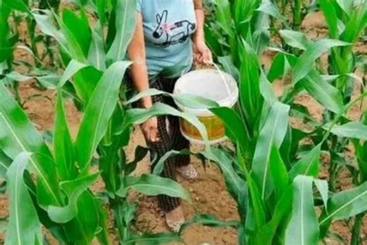 玉米追肥用什么肥料比较好