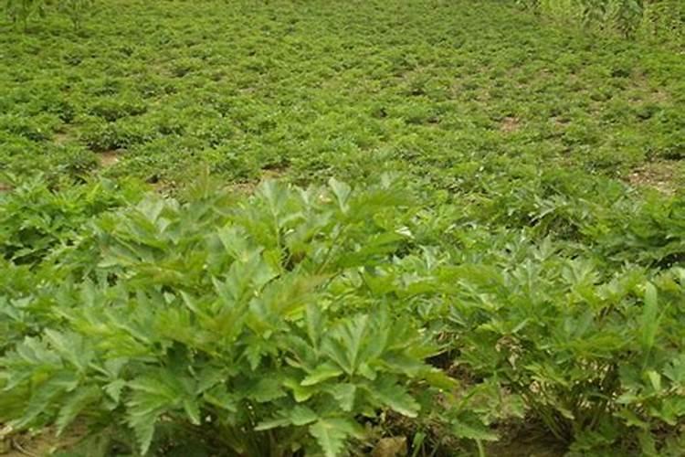 四川肥料企业前十