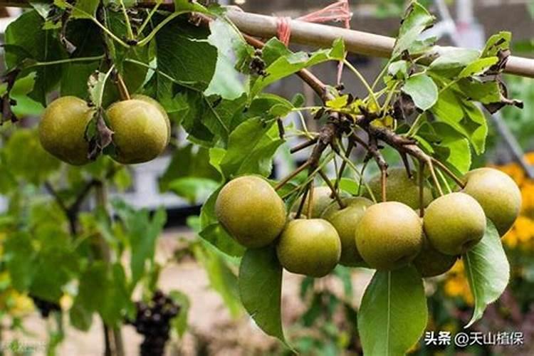 磷酸钙和碳酸钙有什么区别