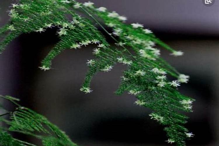 果树开花打什么农药防虫