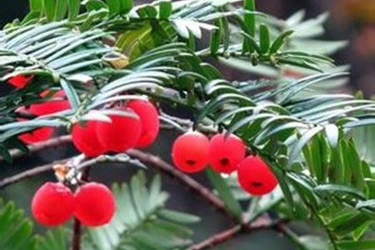 草木灰泡水多久做肥料 草木灰泡水的时间应该是多久,合适做肥料？