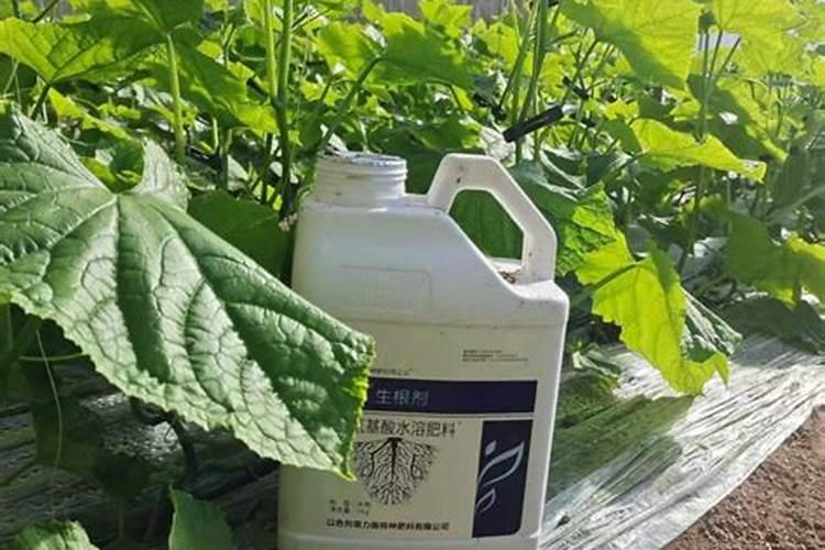 霍山石斛适合在滨州栽培吗？