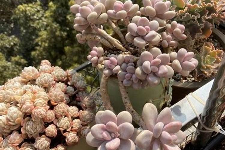 禾田4号玉米如何种植