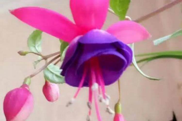 倒挂金钟如何浇水施肥