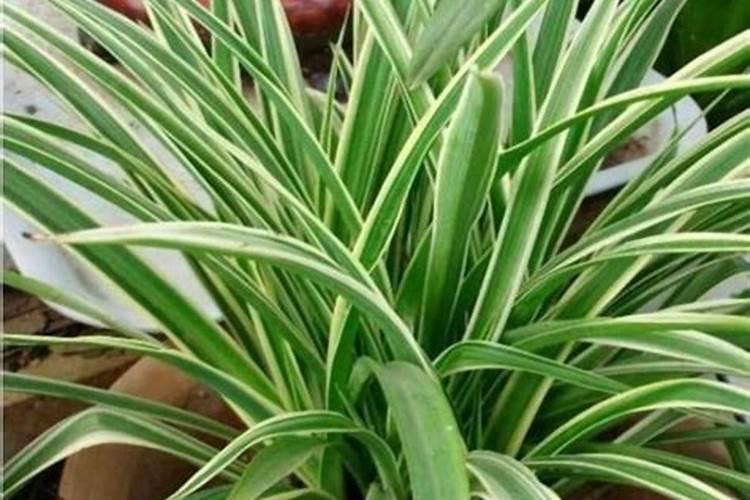 哪个懂金边吊兰什么时间施肥？有什么值得注意的